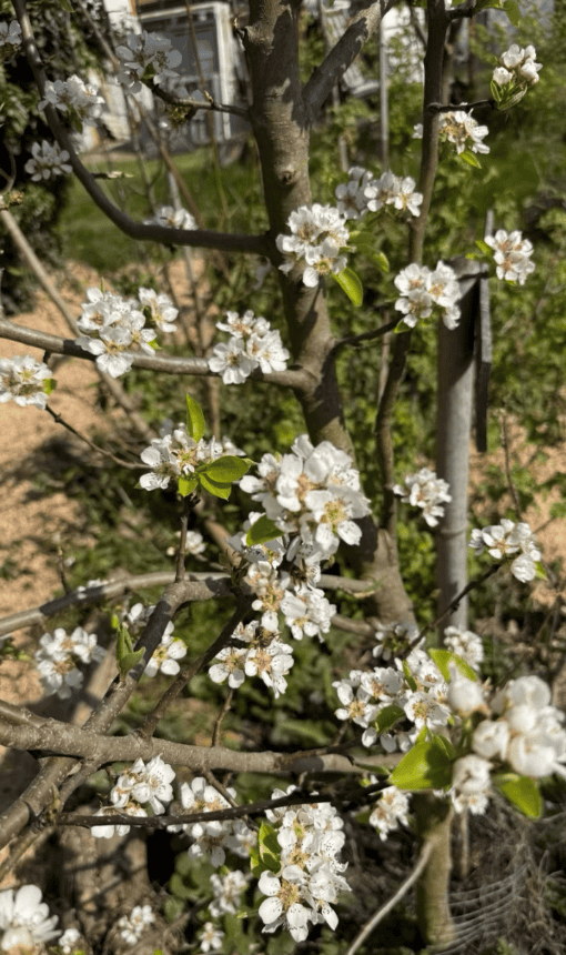Palmette U simple espalier poirier