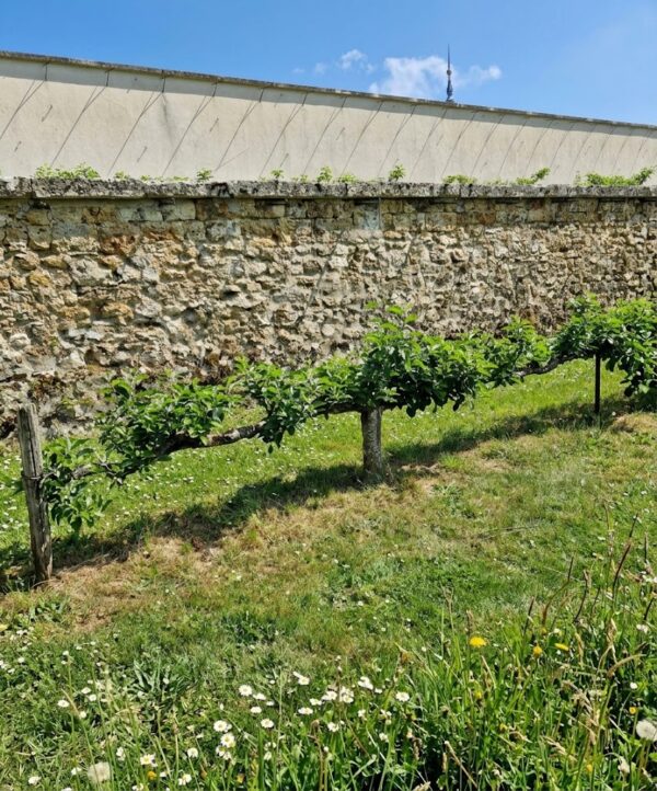 Pommier 1 étage Pommier 1 étage