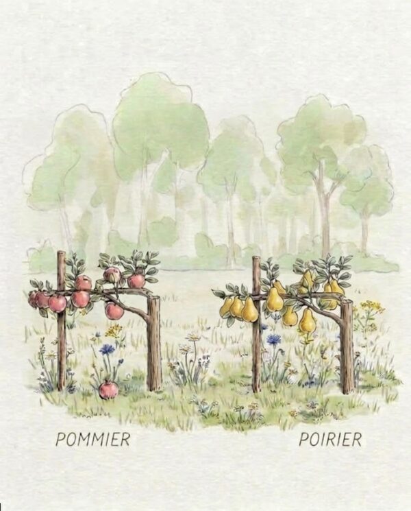 Palmette horizontale 1 étage simple poiriers/pommiers