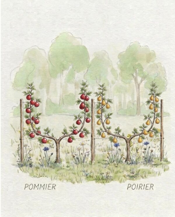 palmette en espalier U simple pommiers/poiriers