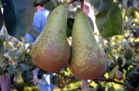 Poire Abate