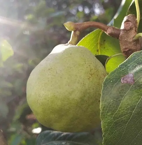 Poire Ferdinand Gaillard
