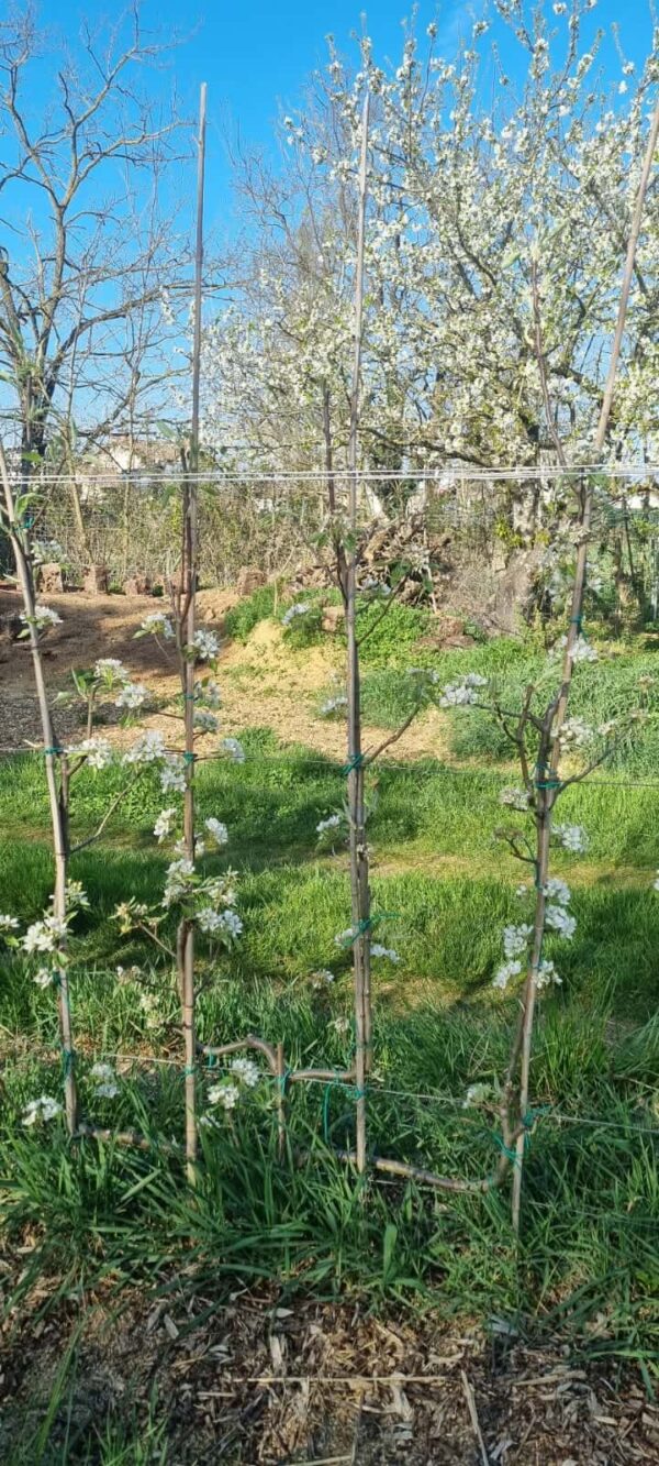 Palmette Verrier espalier pommier poirier
