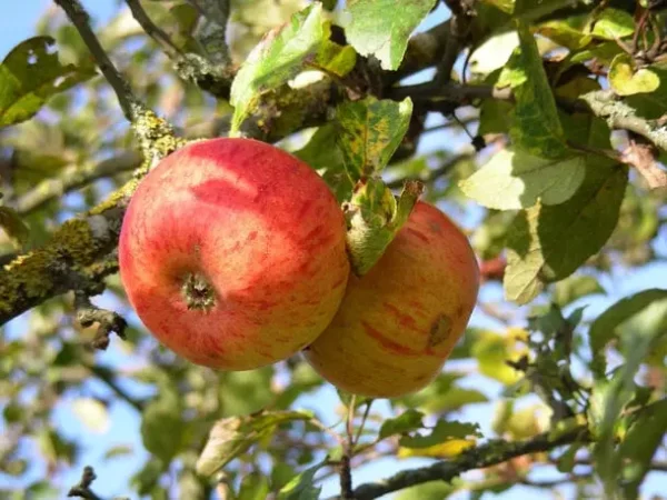 Pomme Reine des Reinettes