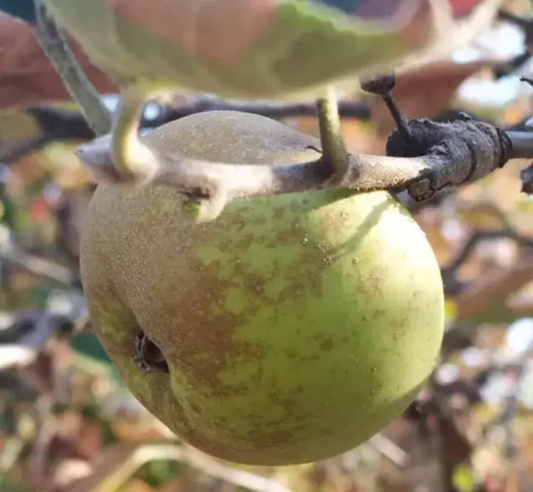 Pomme Reinette Grise du Canada