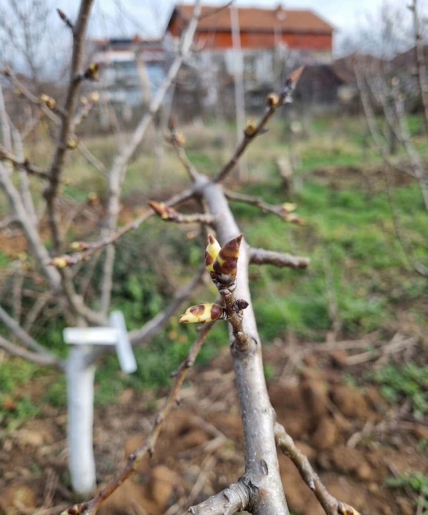 Arbre avec bourgeons à fruits
