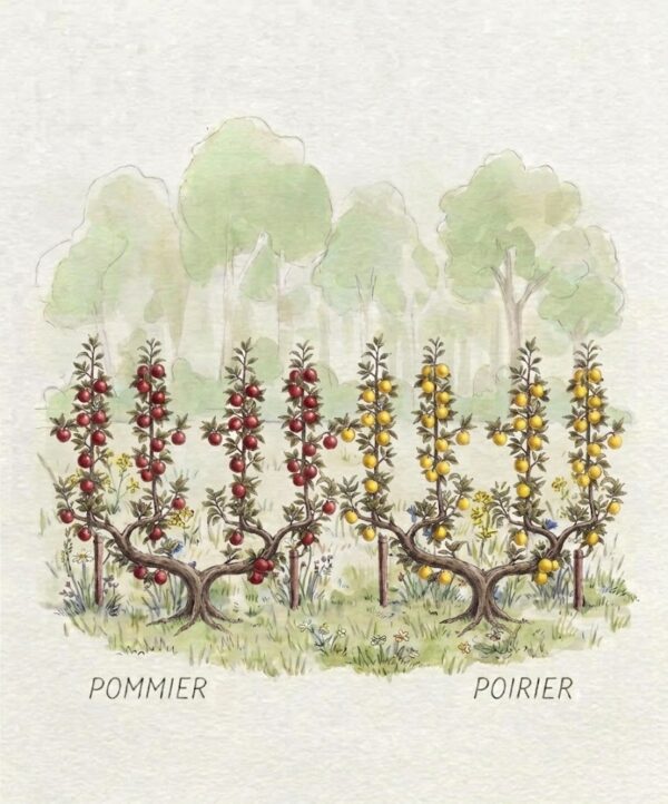 Fruitier Espalier verrier à 4 branches