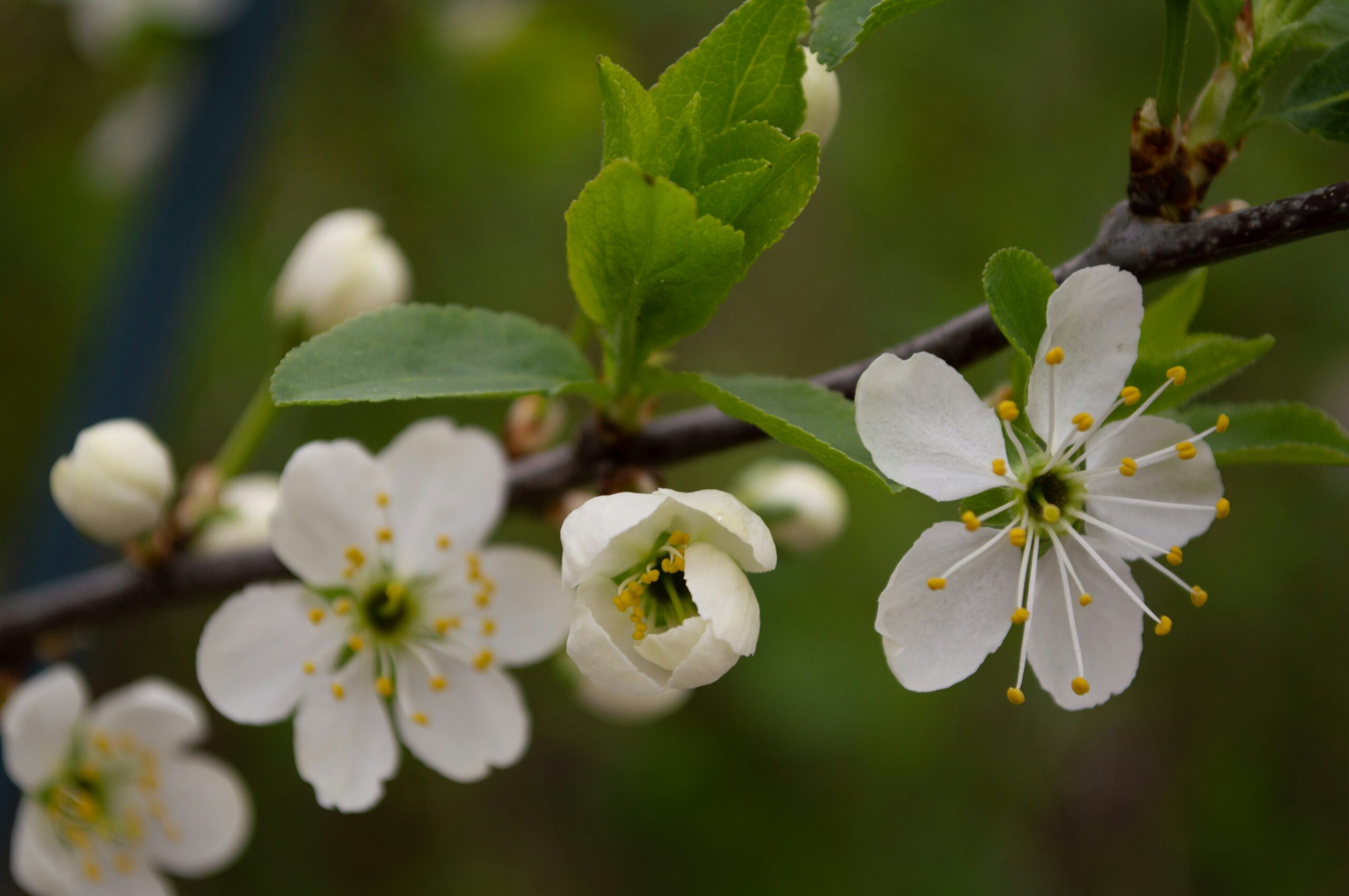 fruitier en espalier en fleurs