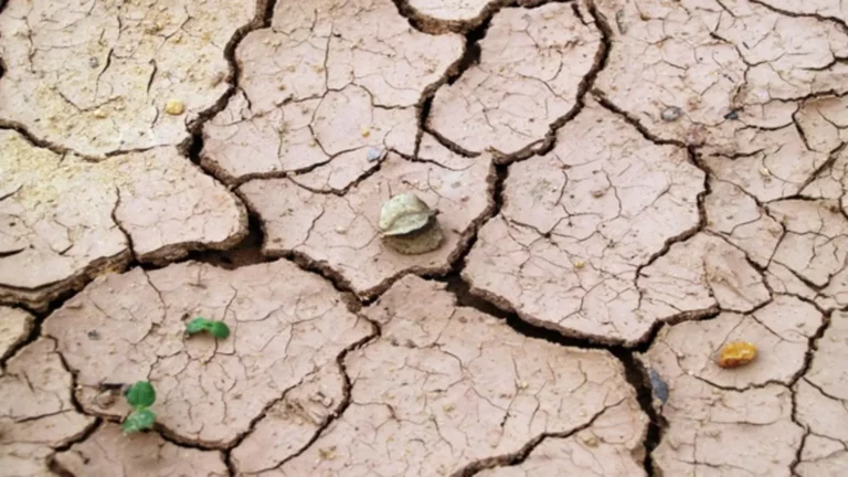 Canicule terre fruitier