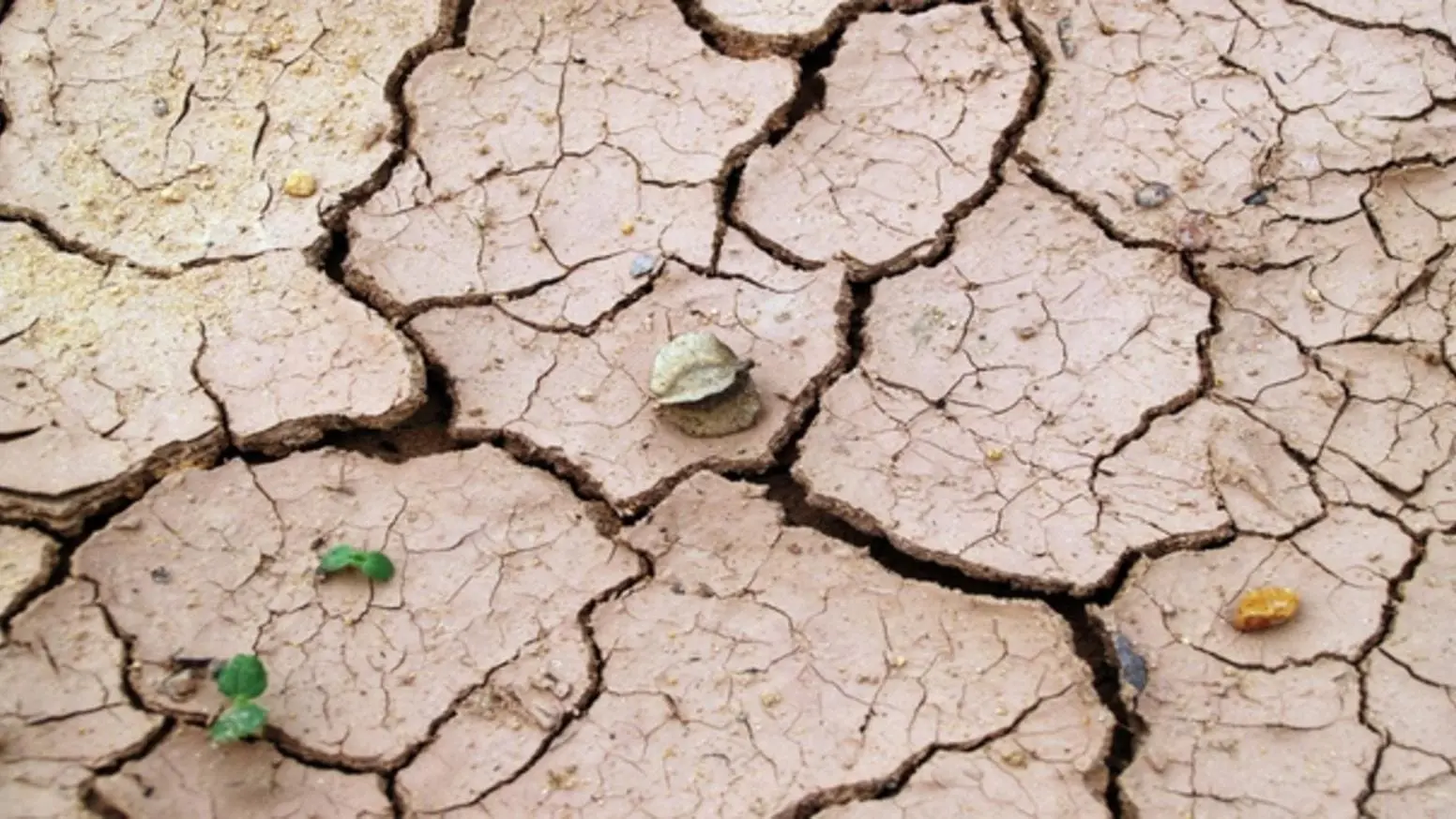 Canicule terre fruitier