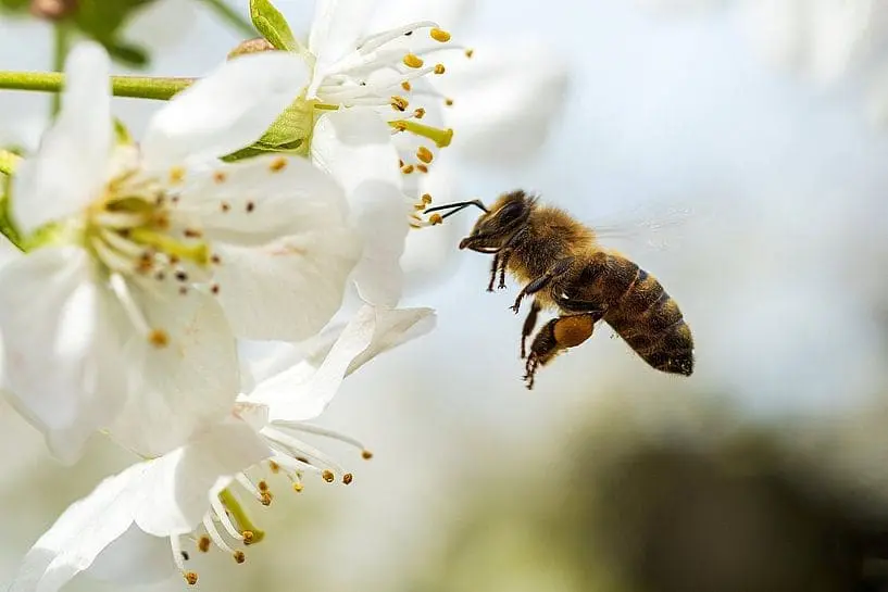 abeille fleur de pommier en espalier