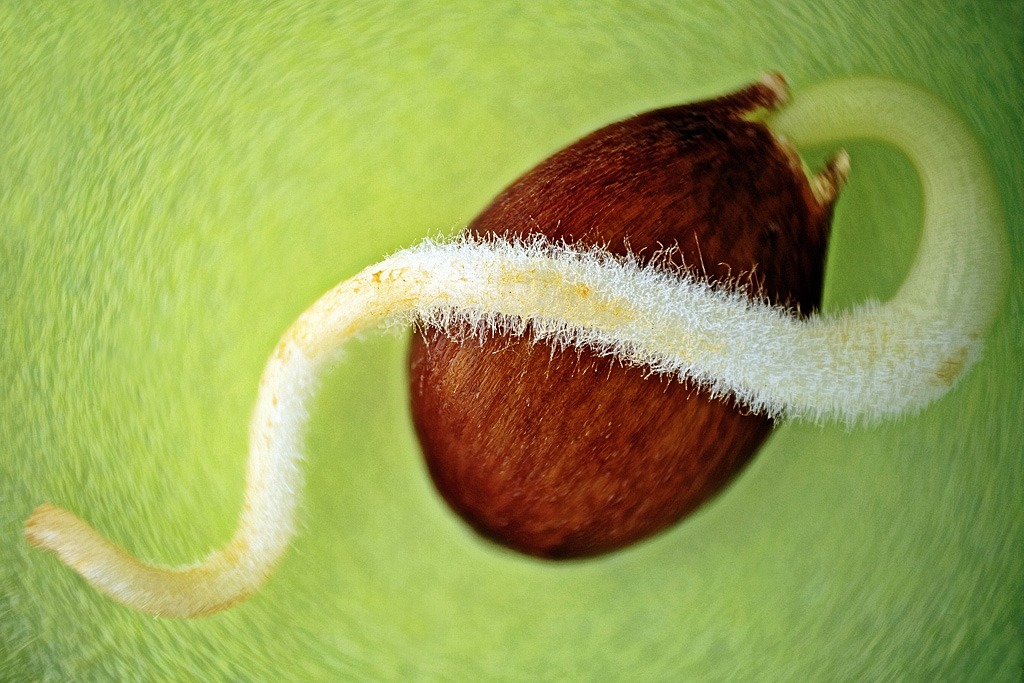 graine pommier pour arbre fruitier palissé