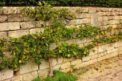 arbre fruitier en espalier contre un mur