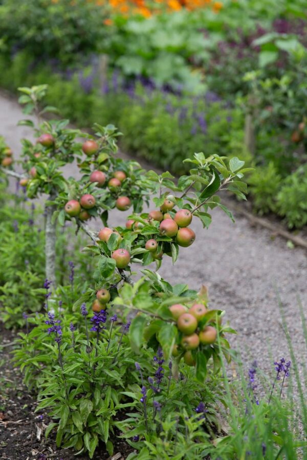 Cordon Horizontal simple en espalier pommier Cordon Horizontal simple en espalier pommier