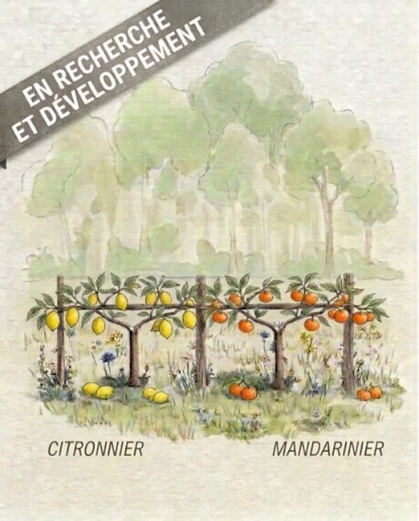 Citron et nectarine en recherche et développement