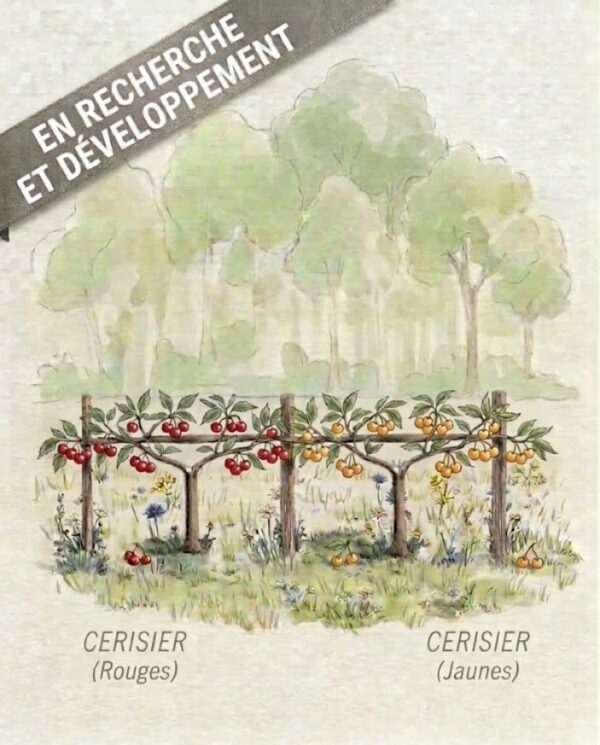 cerises en recherche et développement