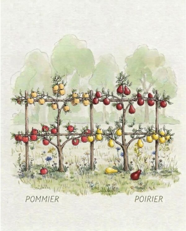 Palmette/espalier horizontal double 2 étages duo poirier/pommiers