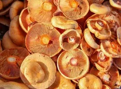 Photo champignons Inoculum Mycorhizien Photo champignons Inoculum Mycorhizien