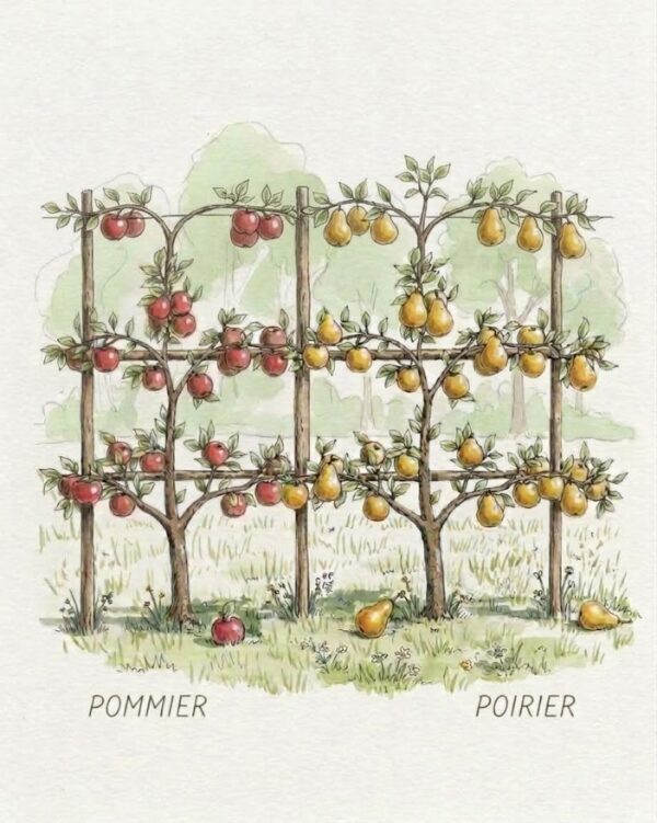 Palmette horizontale 3 étages double poiriers/pommiers